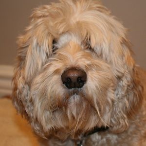 Meet your Posher, Piny